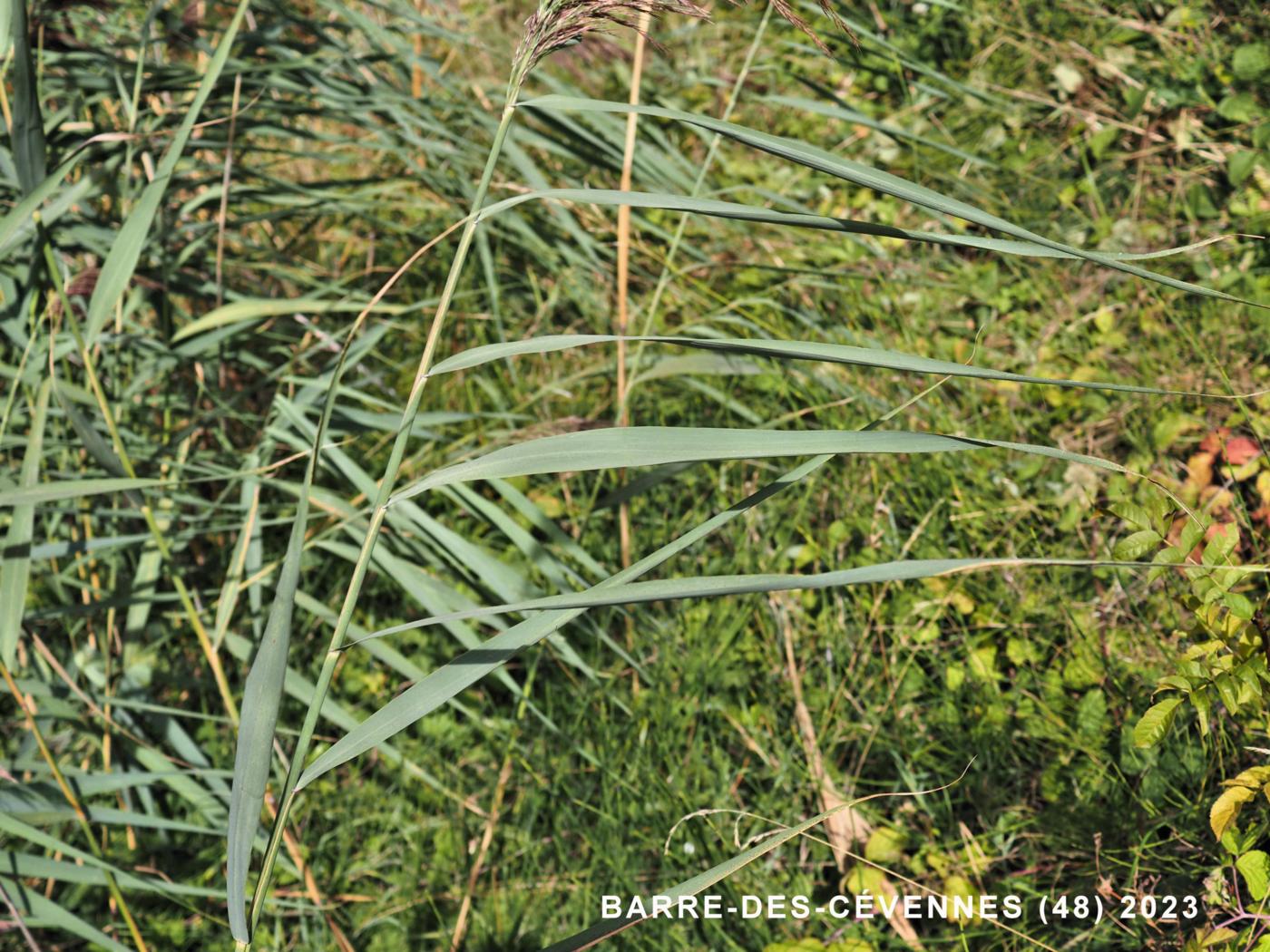 Reed, Common leaf